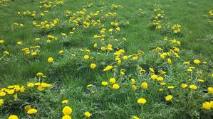 dandelions in lawn