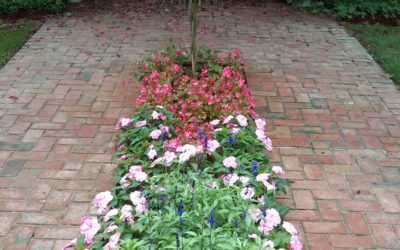 Get Creative Color and Texture with Annual Flowers This Season