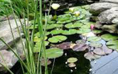 Water Features Flow On