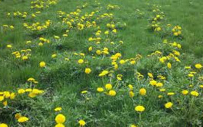 Overcoming Common Lawn Problems
